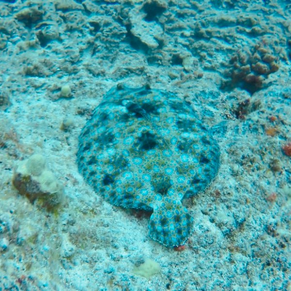 a close up of a fish