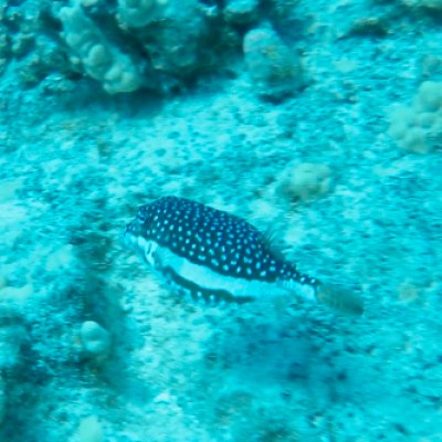 a fish swimming under water