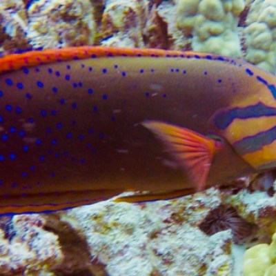 a close up of a fish