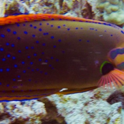 a close up of a fish