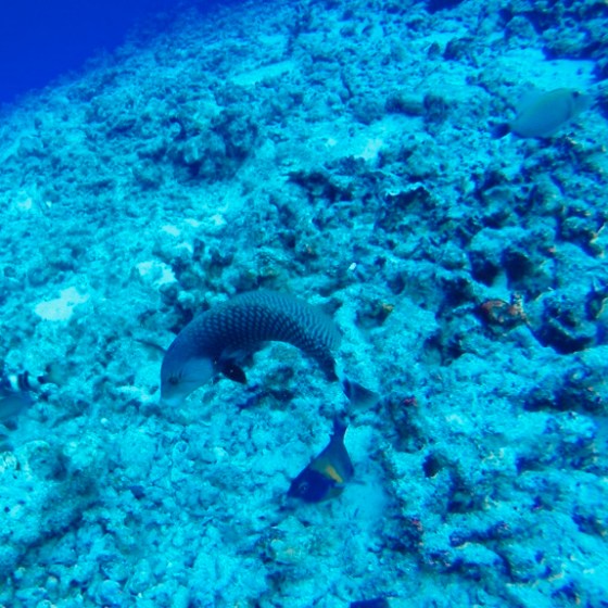 a fish swimming under water