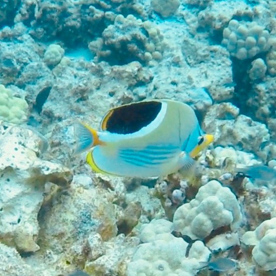 a fish swimming under water