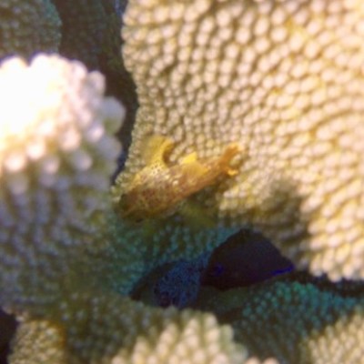 a close up of a fish