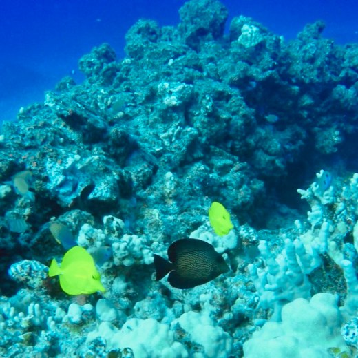 underwater view of a coral