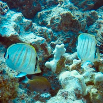 a group of fish underwater