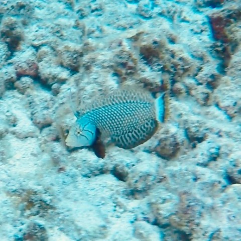 a close up of a rock