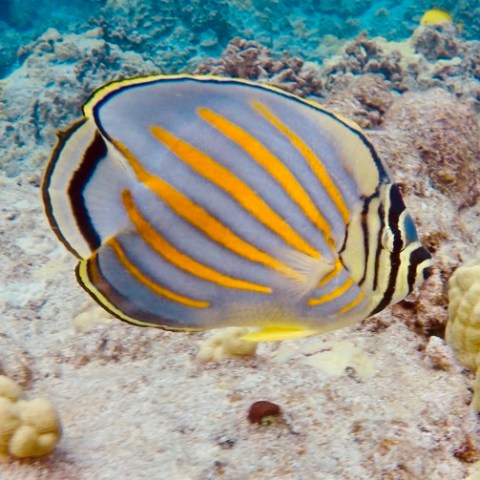 a close up of a fish