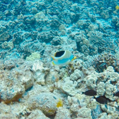 a close up of a fish