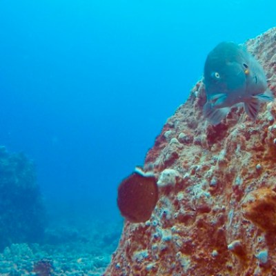 underwater view of a swimming pool