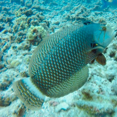 underwater view of a coral