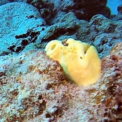 a close up of a rock