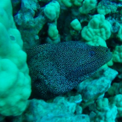 a close up of a coral