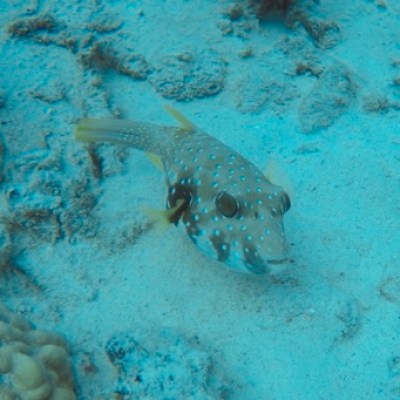 a fish swimming under water