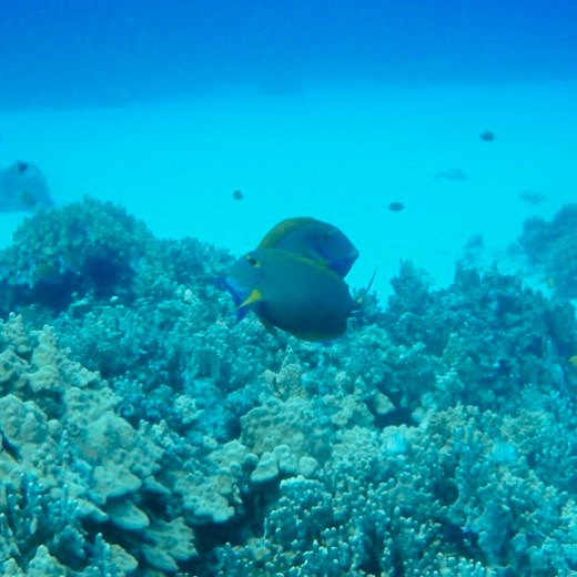 underwater view of a swimming pool