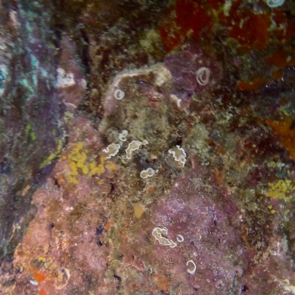 a close up of a coral