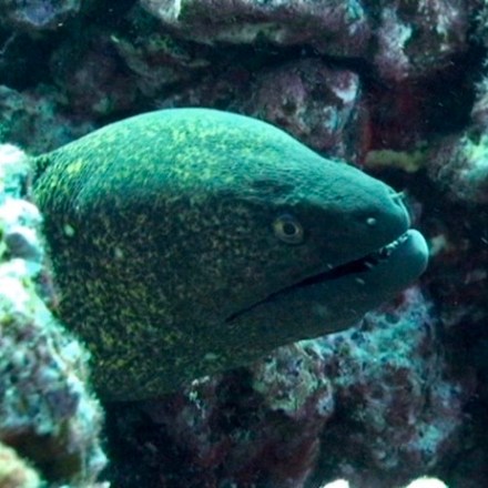 a close up of a fish