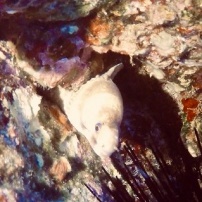 a close up of an animal