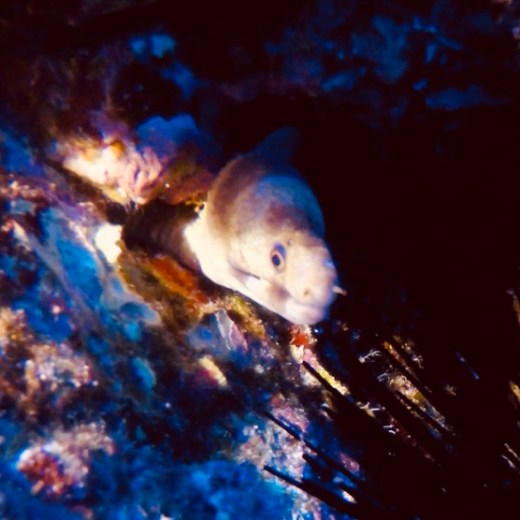 a bird sitting on top of a fish