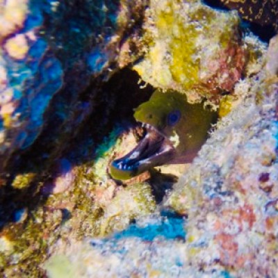 a close up of a fish