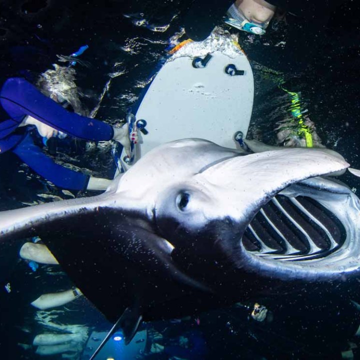 manta ray eyeball with snorkelers overhead looking down at night