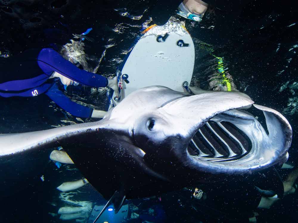Manta-ray-snorkel-kona-11 manta ray eyeball with snorkelers overhead looking down at night