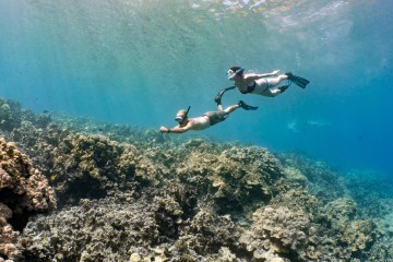 2 snorkelers fly through the ocean over a golden reef
