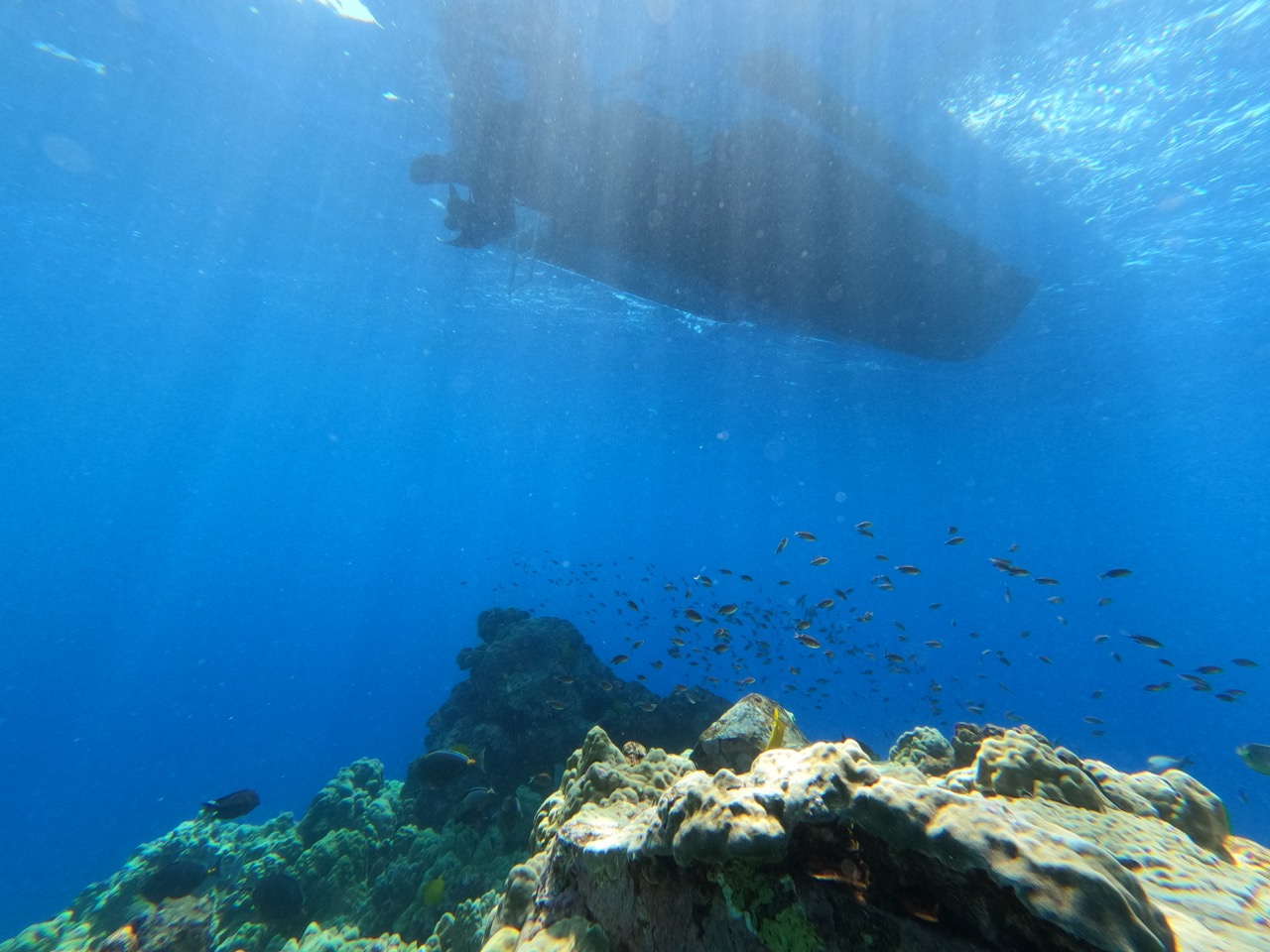 a fish swimming under water