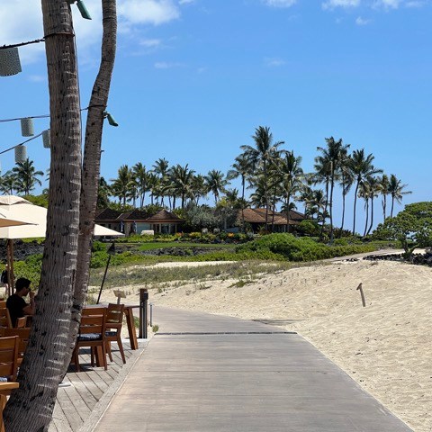 a bench next to a palm tree