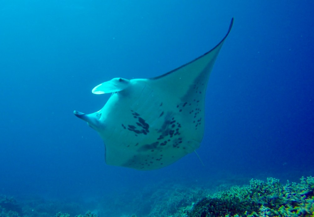 a manta ray swimming under water