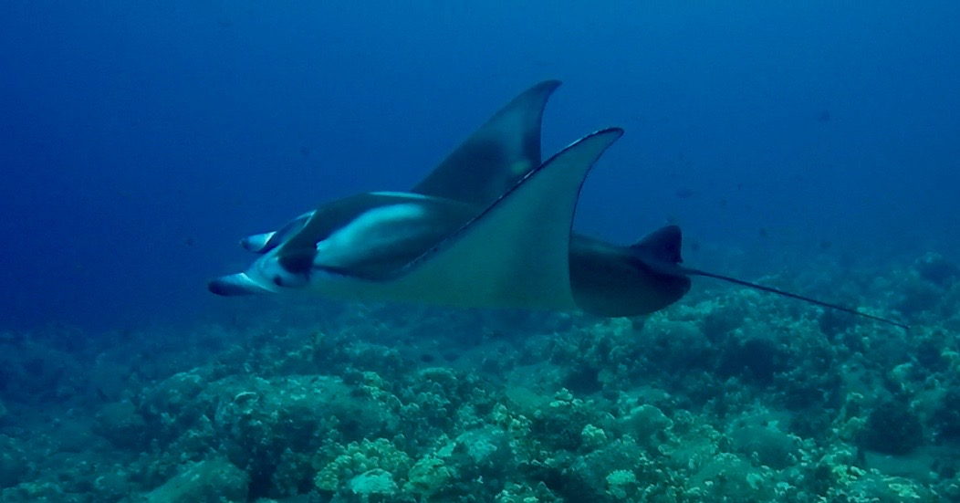 Manta-ray-FAQs-2 a manta ray swimming under water