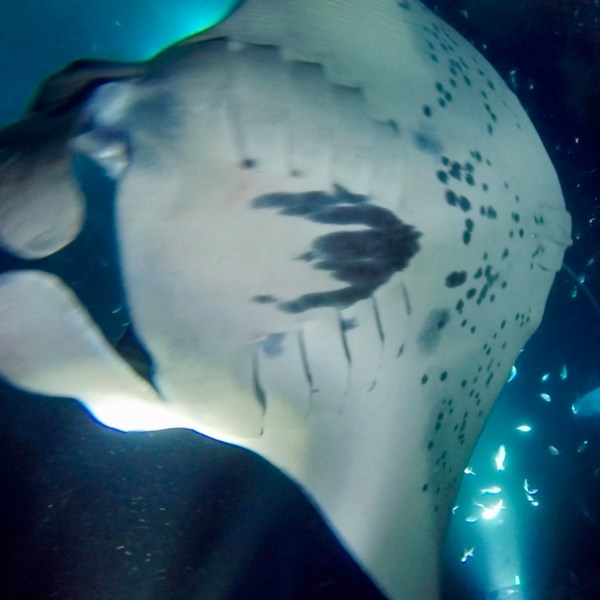 a close up of a fish