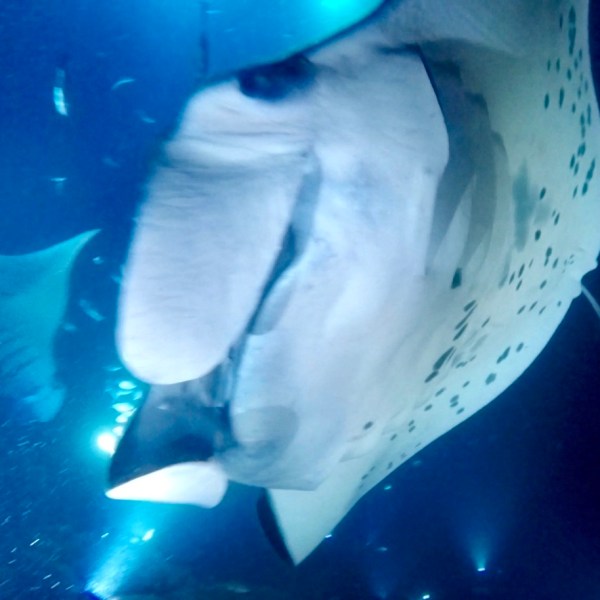 a fish swimming under water