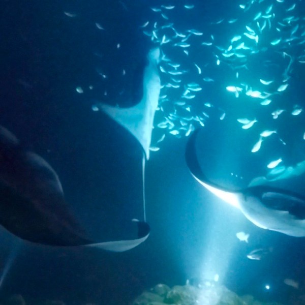 a person swimming underwater