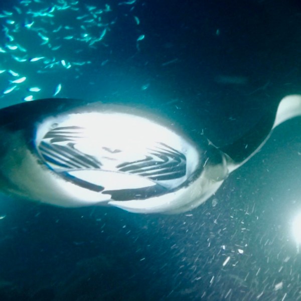 a bird swimming in water