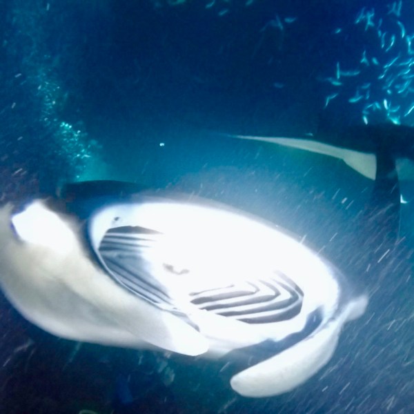a fish swimming under water