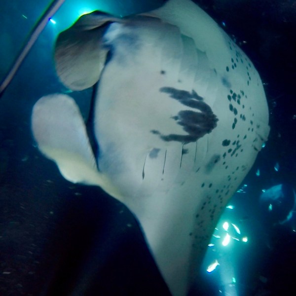 a close up of a fish