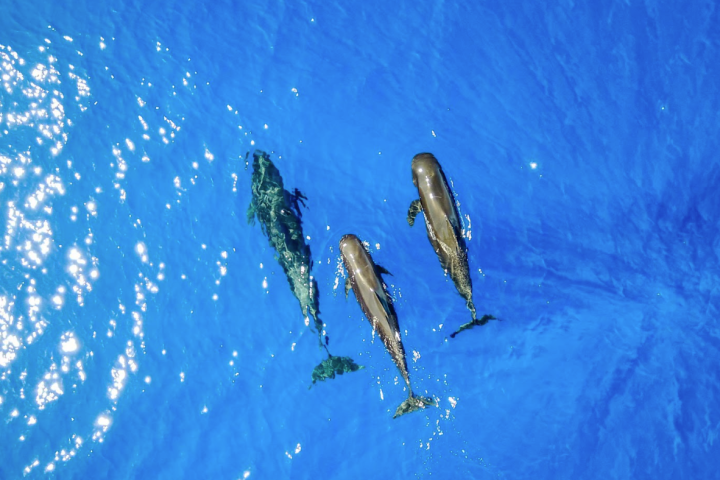 a group of clear blue water