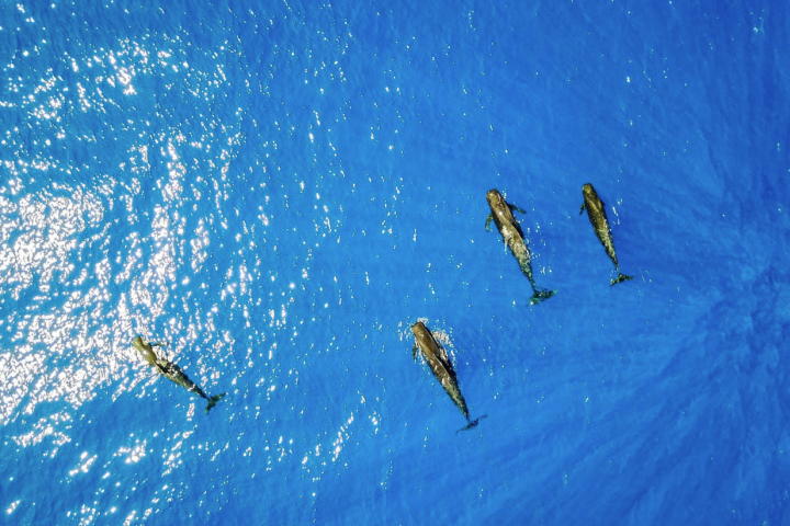 a bird swimming in blue water