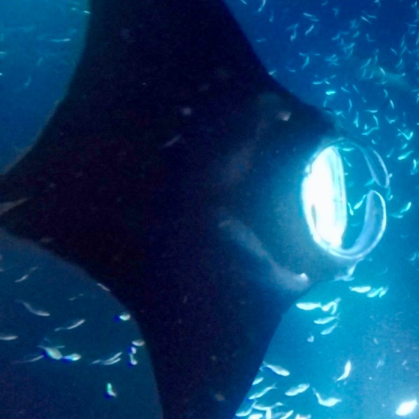 a fish swimming under water