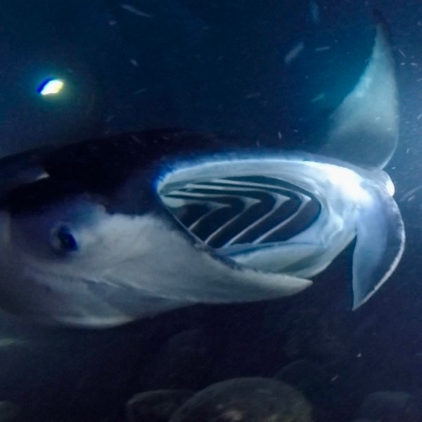 a group of fish in the water