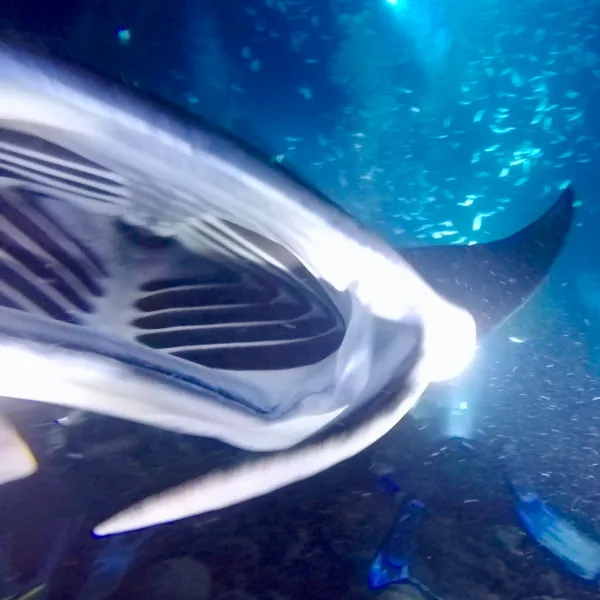 a fish swimming under water