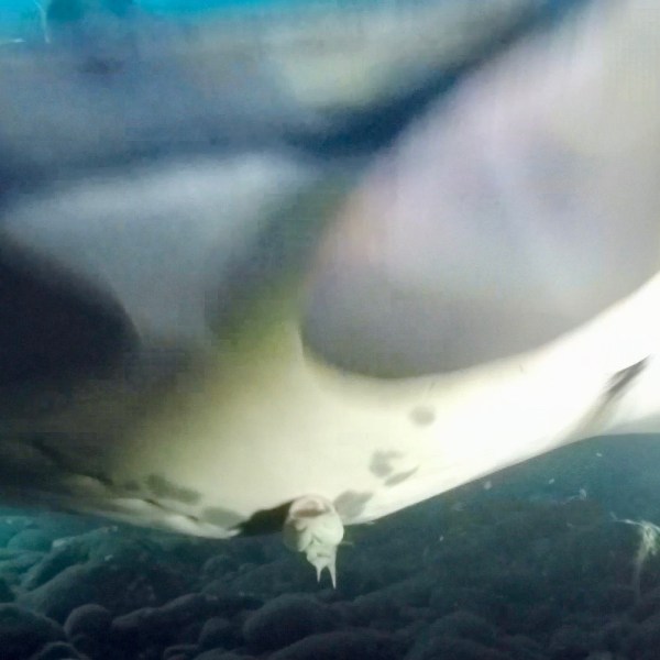 a close up of a fish