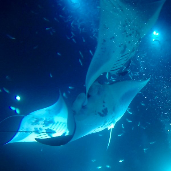 a fish swimming under water