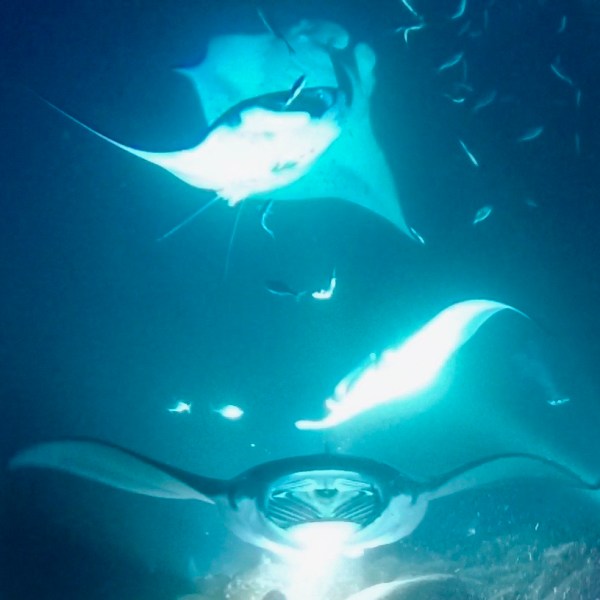 a fish swimming under water