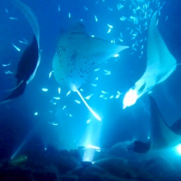 a fish swimming under water