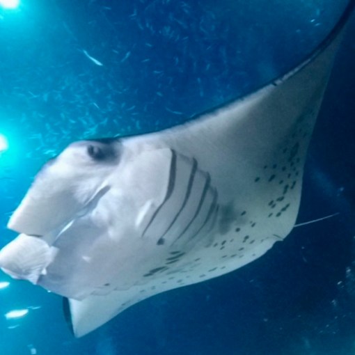 a fish swimming under water