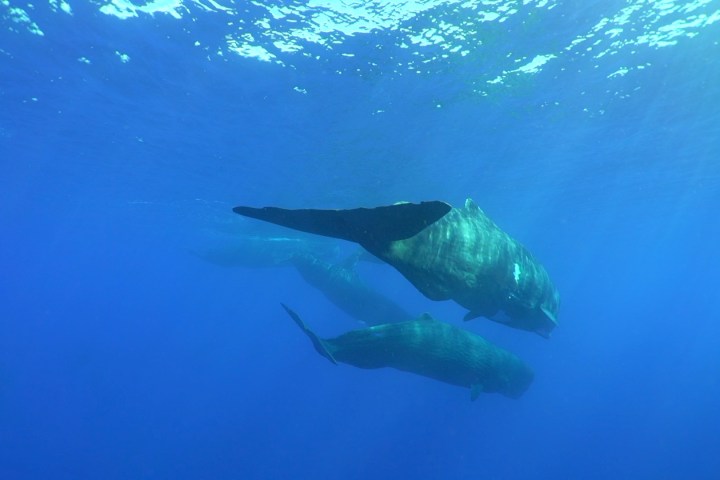 a large blue swimming in the water