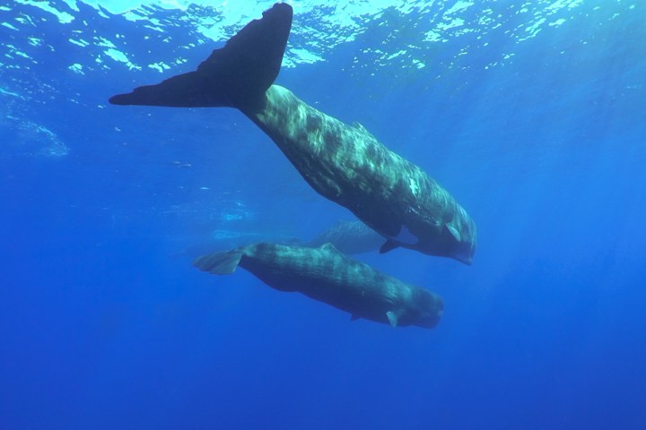 a fish swimming under water
