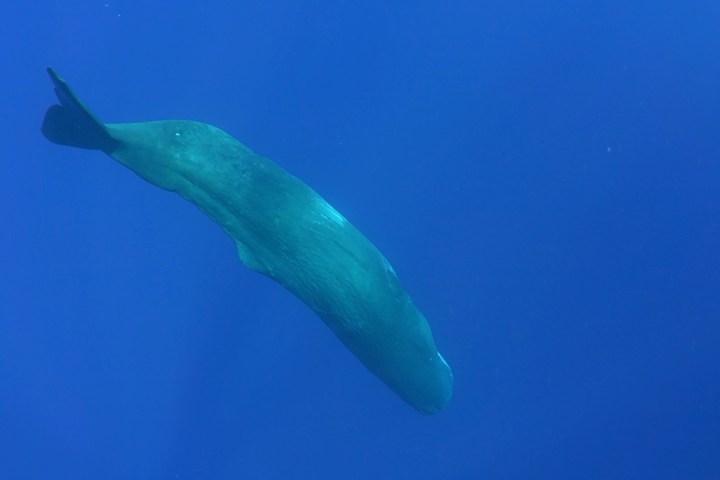 a polar bear swimming in a clear blue sky