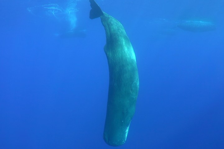 an animal swimming in the water